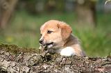 CORGI PEMBROKE 1203